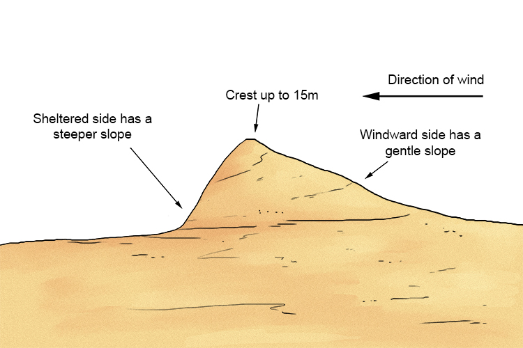 Sand dunes start to form when the wind blows sand into a sheltered area behind an obstacle such as a bush, rock or driftwood. They then continue to grow as more sand accumulates. If vegetation, such as grasses begins to grow on the dune, its roots will he